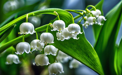 Lily of the Valley