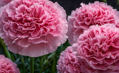 CARNATION