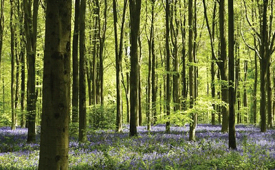 WOODS