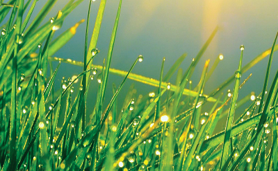 GRASS OIL