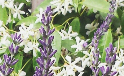 HERBAL VENUS