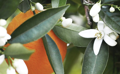NEROLI