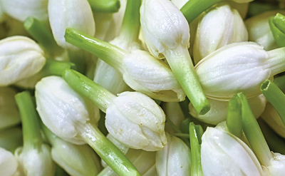 MUMBAI JASMINE