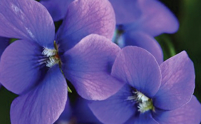 VIOLET FOR BATHS