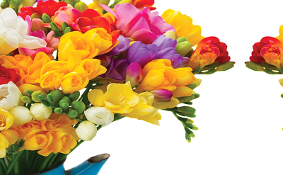 FREESIA