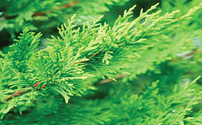 CYPRESS