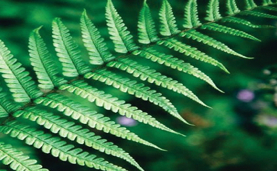 FERN FRAICHE