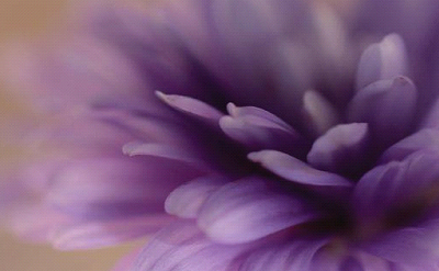 PURPLE SOFT