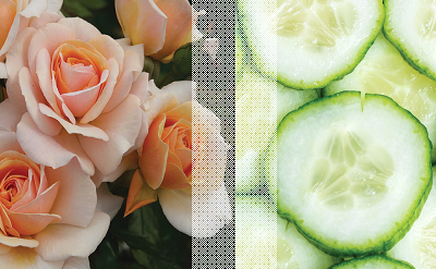 ROSE AND CUCUMBER