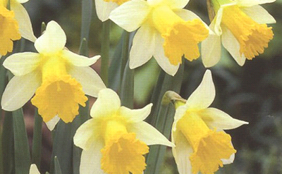 NARCISSUS