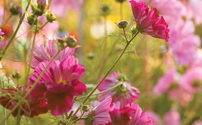 ROSE JOSS STICKS