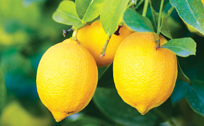 LEMON CLEANER