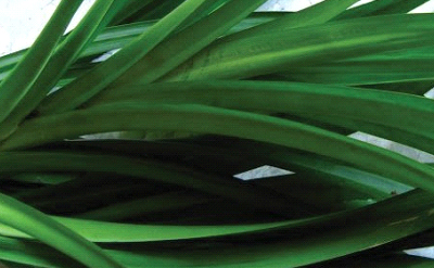 PANDAN GRASS
