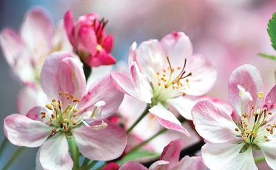 APPLE BLOSSOM