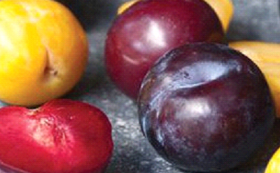 PLUM BASE