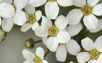 Haute Couture White Flower