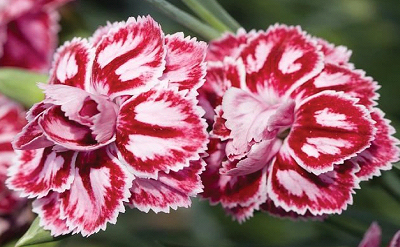 DIANTHUS THEME