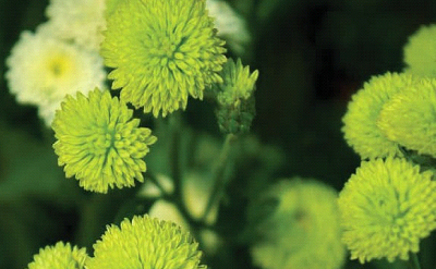 GREEN BLOSSIMMO