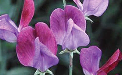 SWEET PEA
