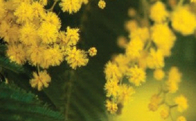 MIMOSA FLORAL