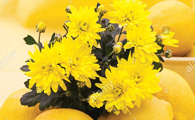 LEMON FLORAL