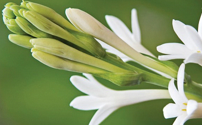 TUBEROSE ART