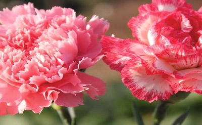 CARNATION KEY