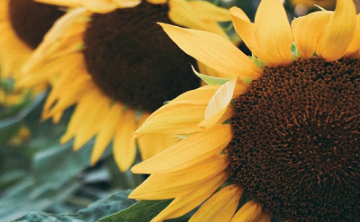 SUN FLOWER BLOSSOM