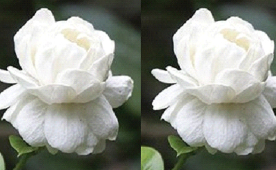 THAI JASMINE INCENSE