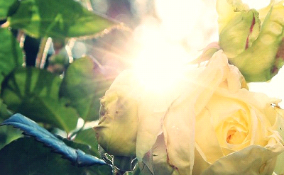 SUMMER ROSE