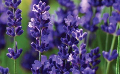 VIOLET LAVENDER