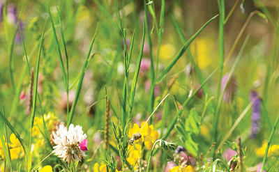 MEADOW FRESH