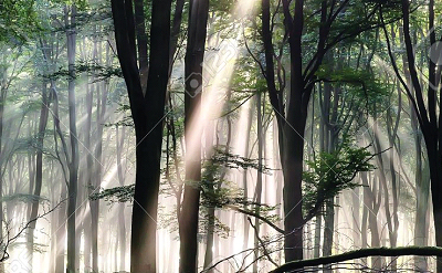 DEEP FOREST