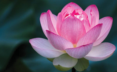 STRESSLESS LOTUS