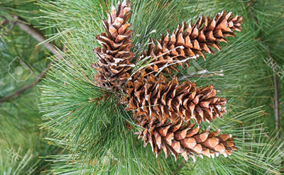 PINE ACID CLEANER