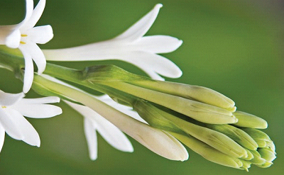 TUBEROSE BLUSHER