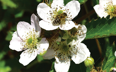 BLACKBERRY BLOSSOM