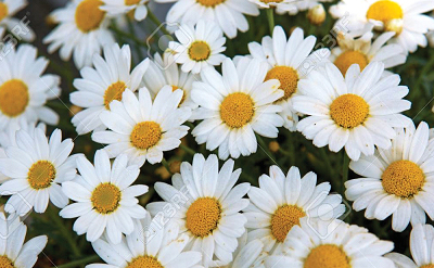 DAISY & CAMOMILE