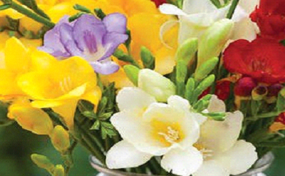 FREESIA BASE