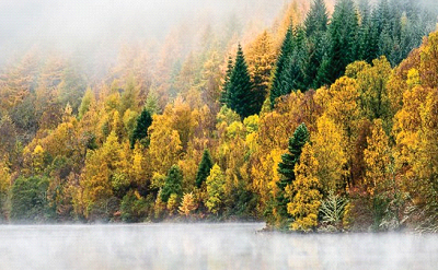 AUTUMN MIST