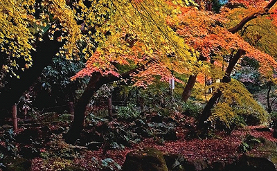 AUTUMN IN NARITA