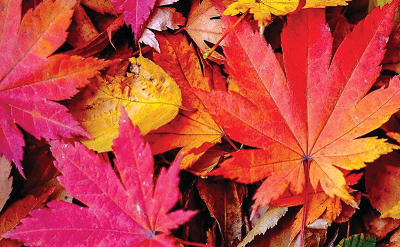 MAPLE LEAF
