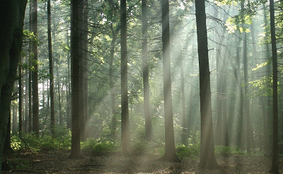 FOREST DREAM