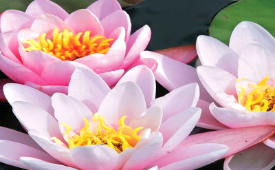 WATER LILY