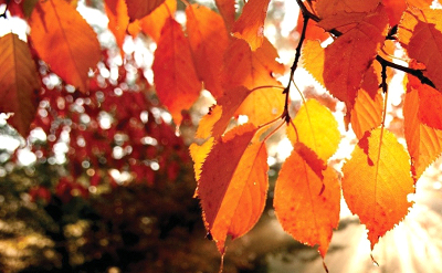 AUTOMNE