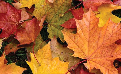 THE FALL