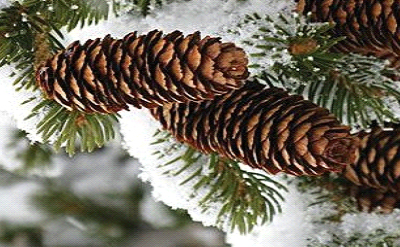 WINTER PINE