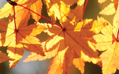 GOLDEN LEAF REEDS