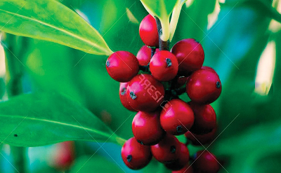 CHESTNUT AND HOLLY BERRY