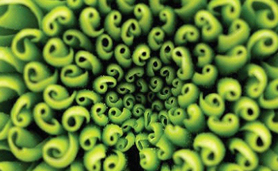 Green-Aldehydic Floral